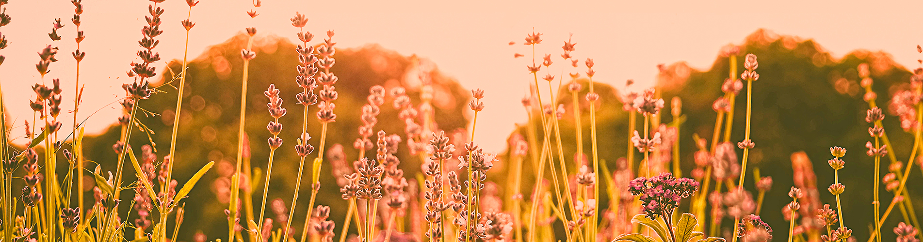 Авиакасса - купить авиабилеты в Пензу