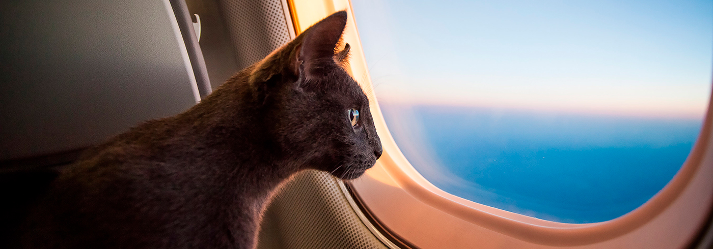 Аэрофлот вводит услугу перевозки животных на соседнем кресле