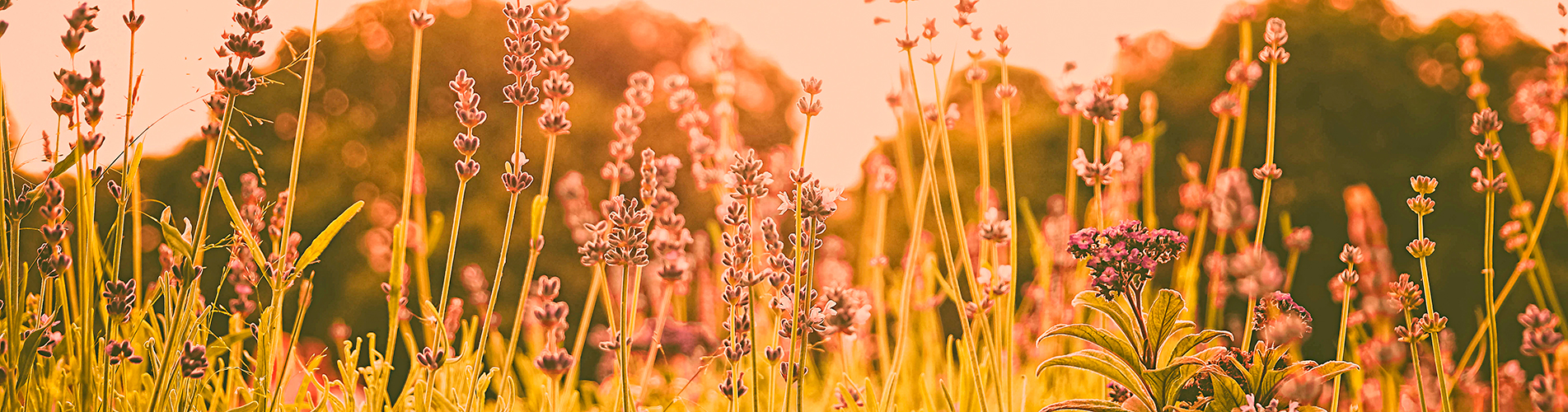 Аэропорт  Йошкар-Ола