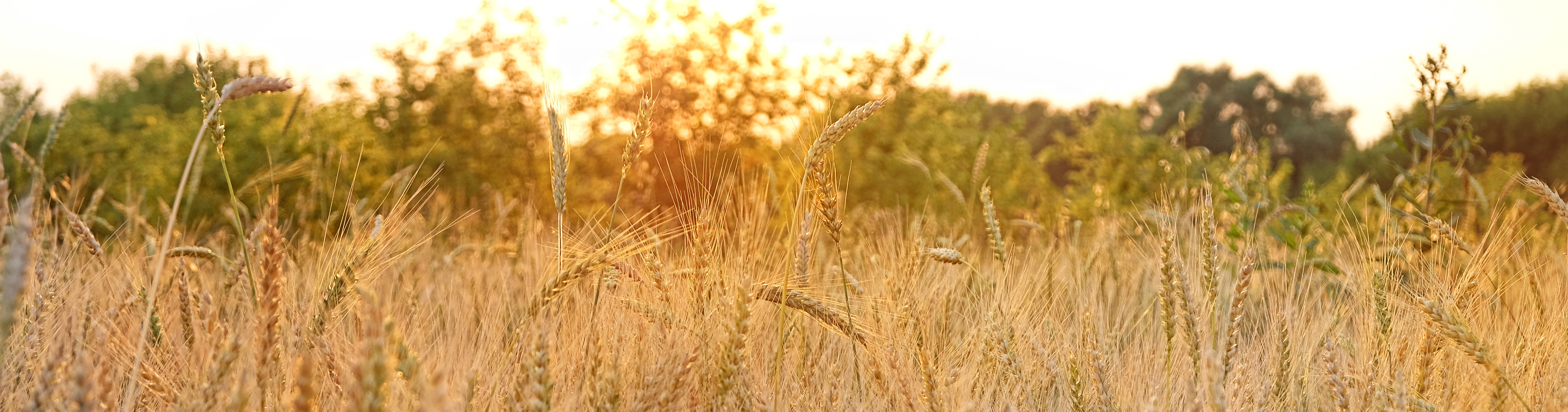 Аэропорт  Сабетта